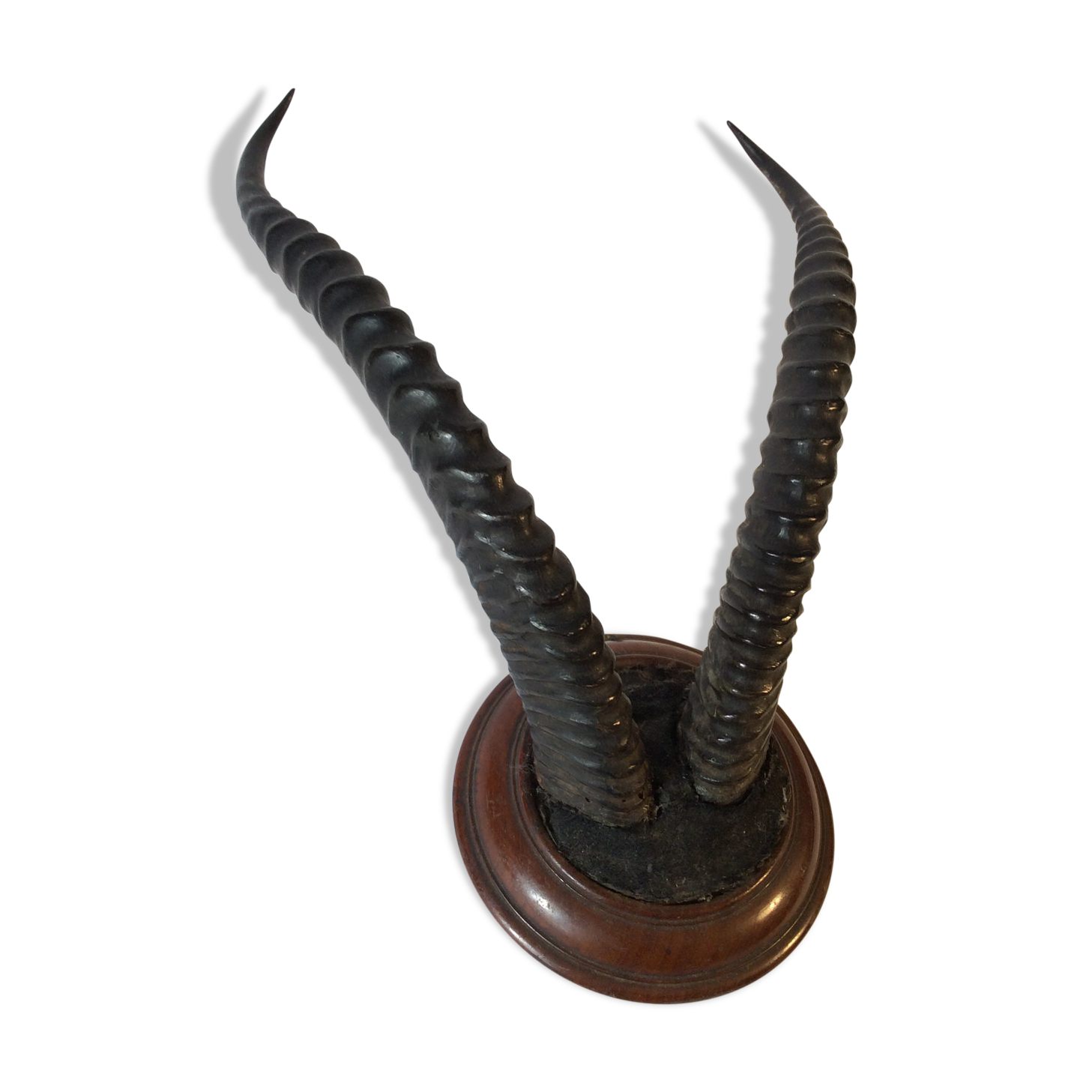 Trophy antelope horns