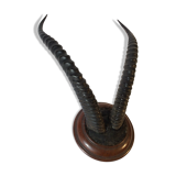Trophy antelope horns