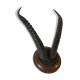 Trophée cornes d’antilope