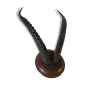 Trophée cornes d’antilope