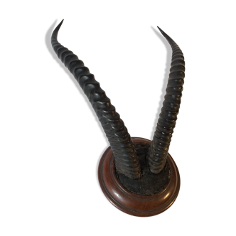Trophy antelope horns