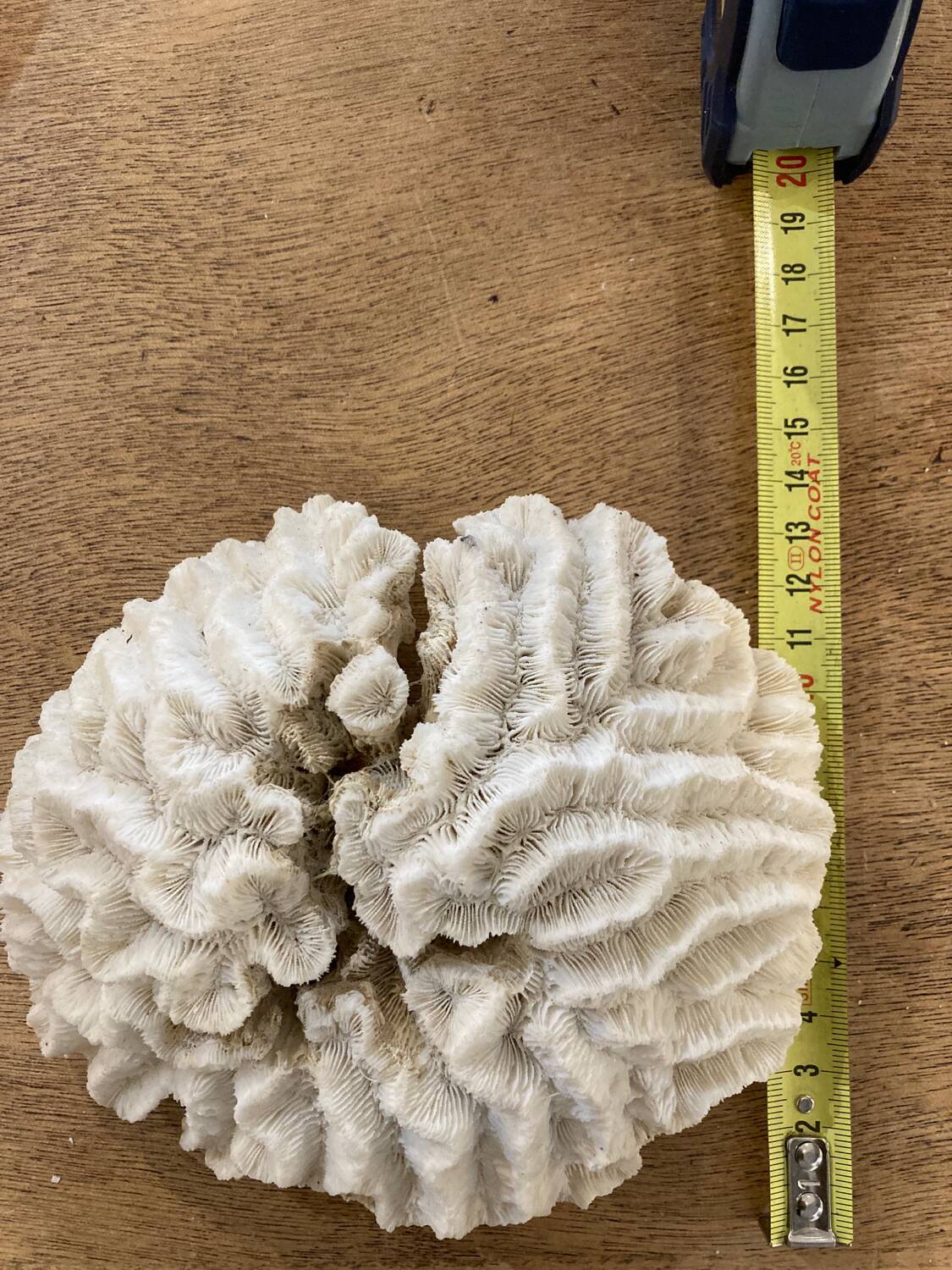 White coral 15cm