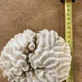White coral 15cm