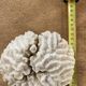 White coral 15cm