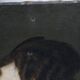 Portrait of an elegant woman oil on canvas from the 19th century.