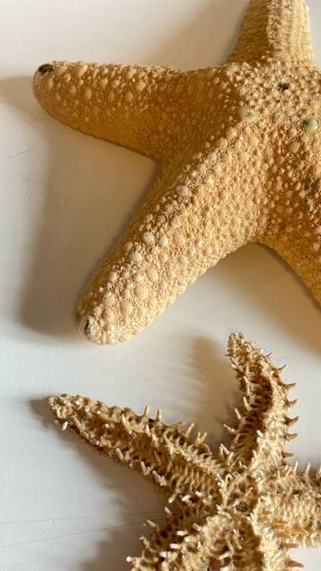 Vintage starfish