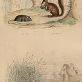 Original zoological plate "Rat - Squirrel - Field mouse - Mouse" Buffon 1840