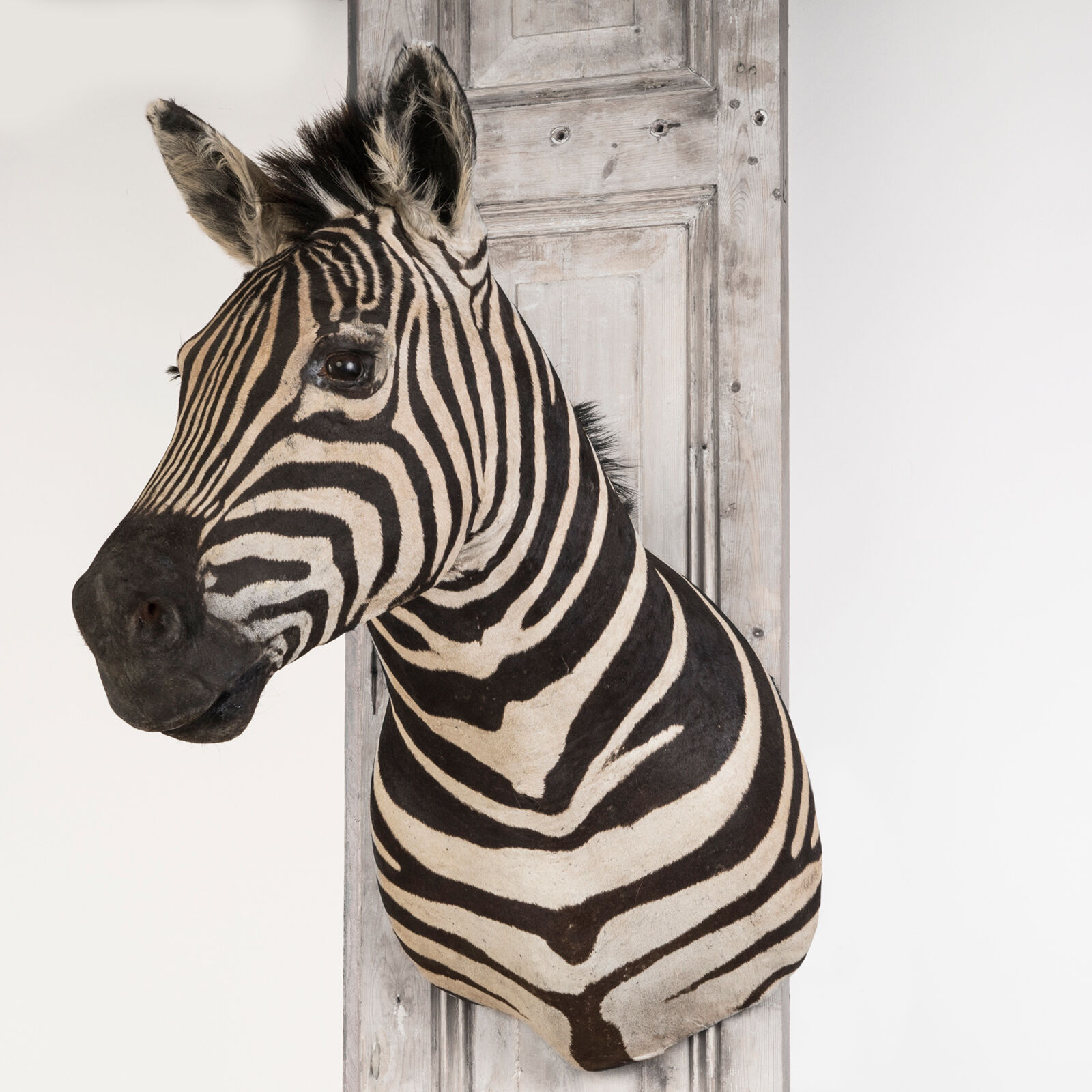 Zebra taxidermy