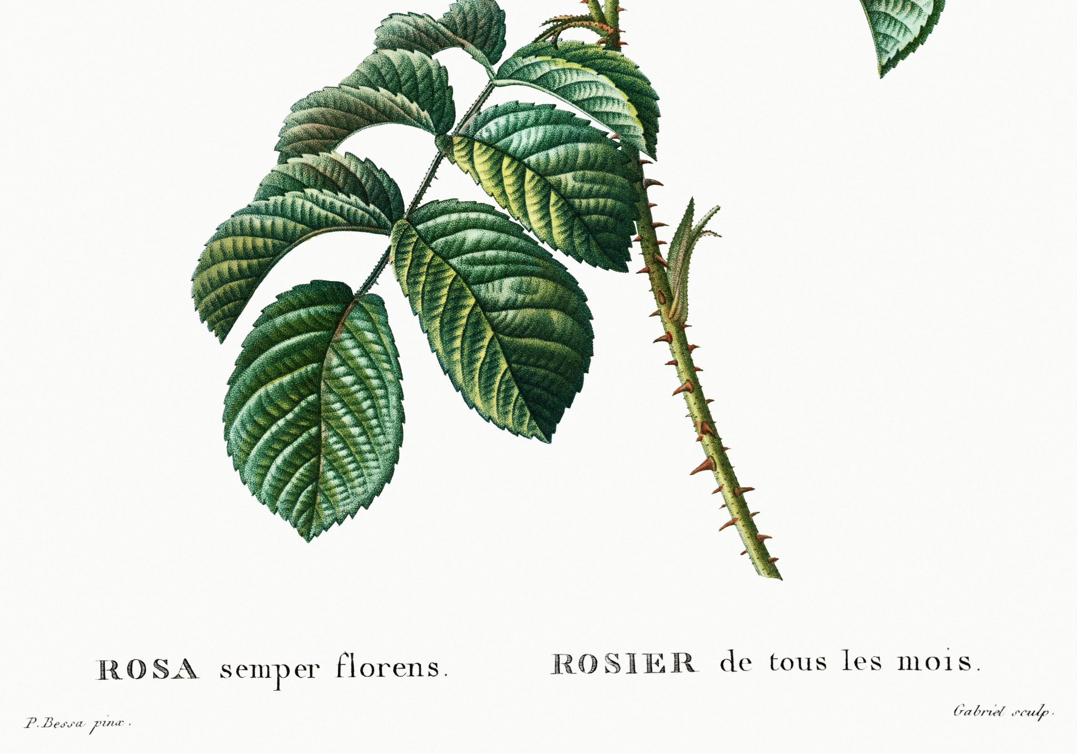 Botanical poster about a rosebush, after an old engraving from 1802