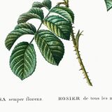 Botanical poster about a rosebush, after an old engraving from 1802