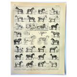 Antique engraving 1897 A. Millot - Horse, horses, breed, anatomy, race