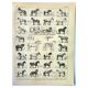 Gravure ancienne 1897 A. Millot - Cheval, chevaux, race, anatomie, course