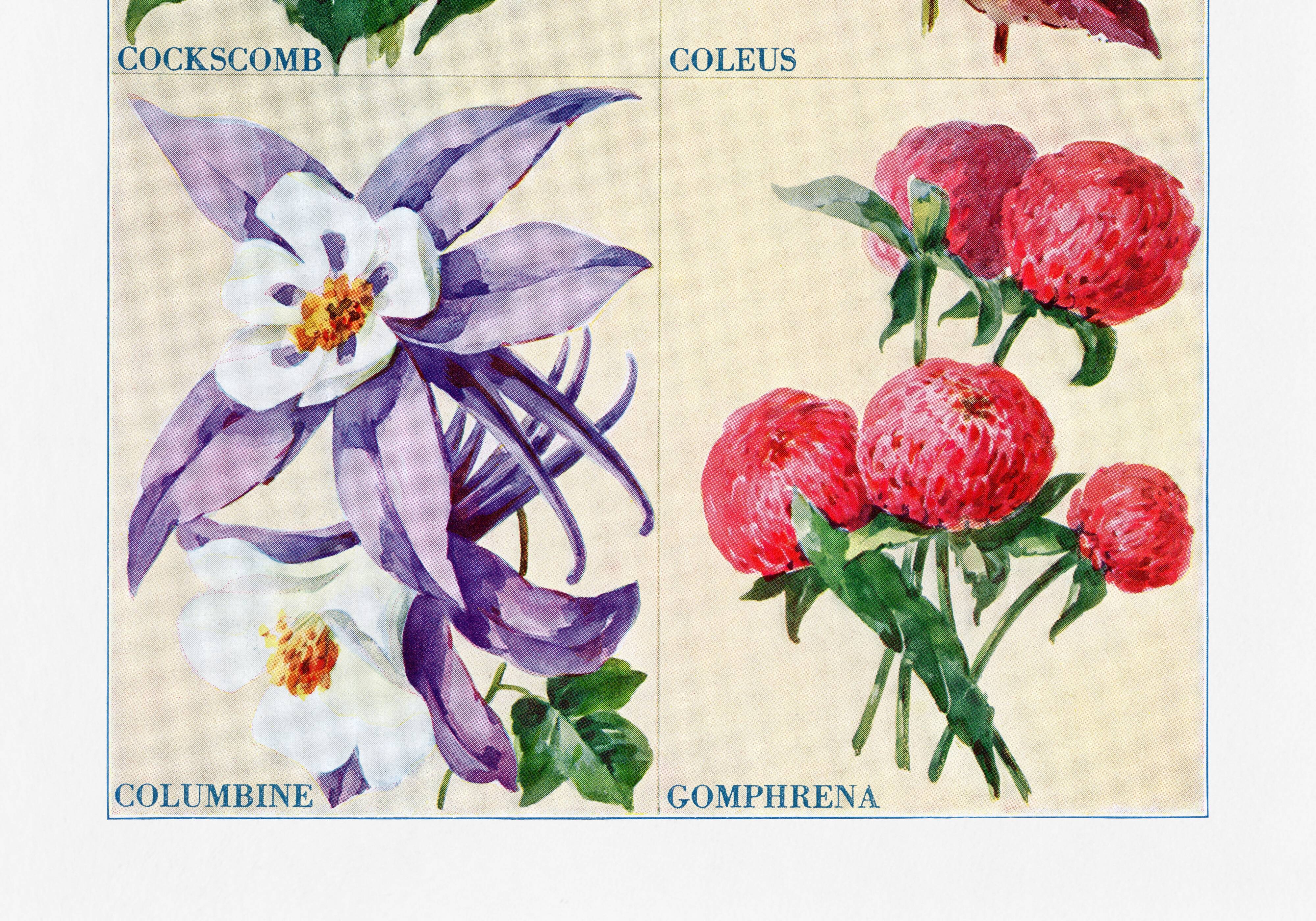 Poster about celosia, coleus, columbine and gomphrene