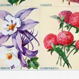 Poster about celosia, coleus, columbine and gomphrene