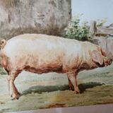 Poster pig boar craonnais