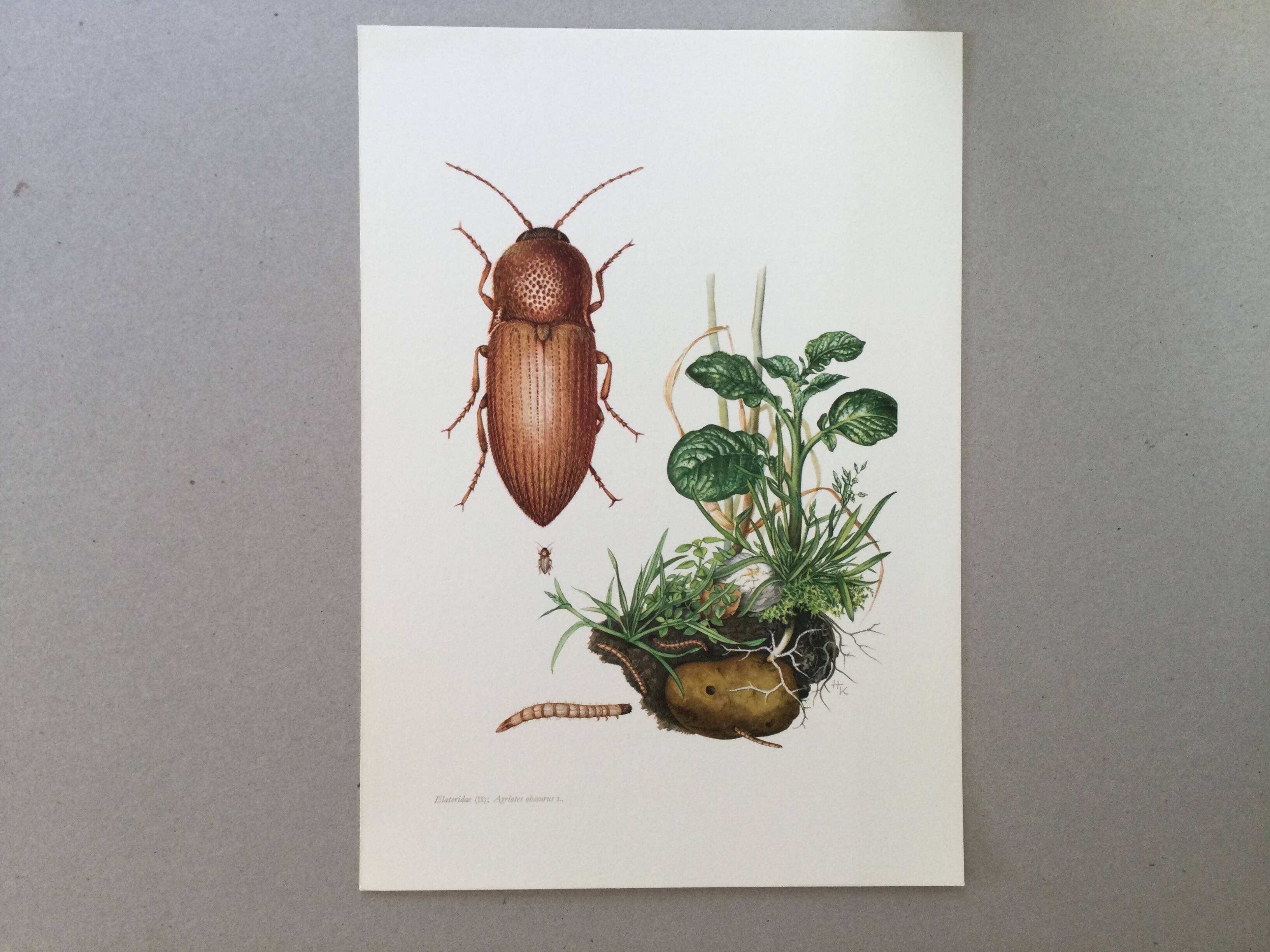 Vintage insect print, Original plate 1969.