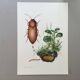 Impression insectes, planche originale 1969