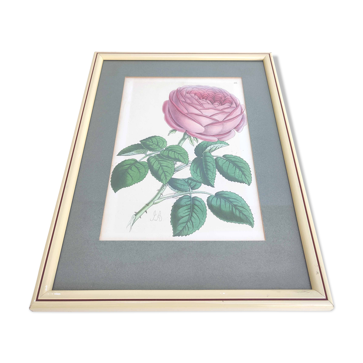 Pink botanical illustration lithograph