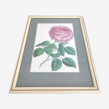 Lithographie illustration botanique rose