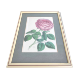Pink botanical illustration lithograph