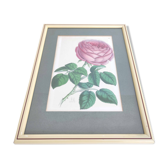 Pink botanical illustration lithograph