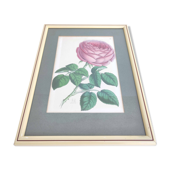 Lithographie illustration botanique rose