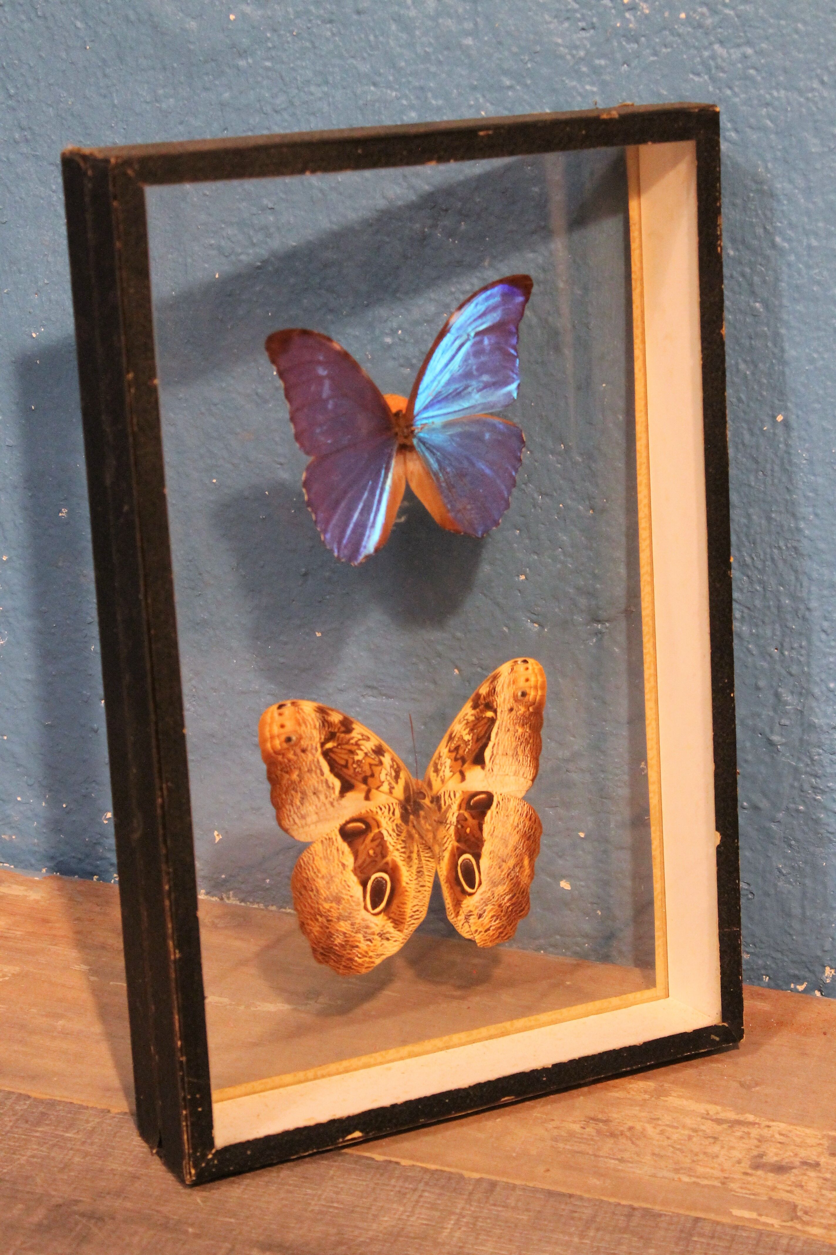Morpho butterfly box  60
