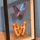 Morpho butterfly box  60