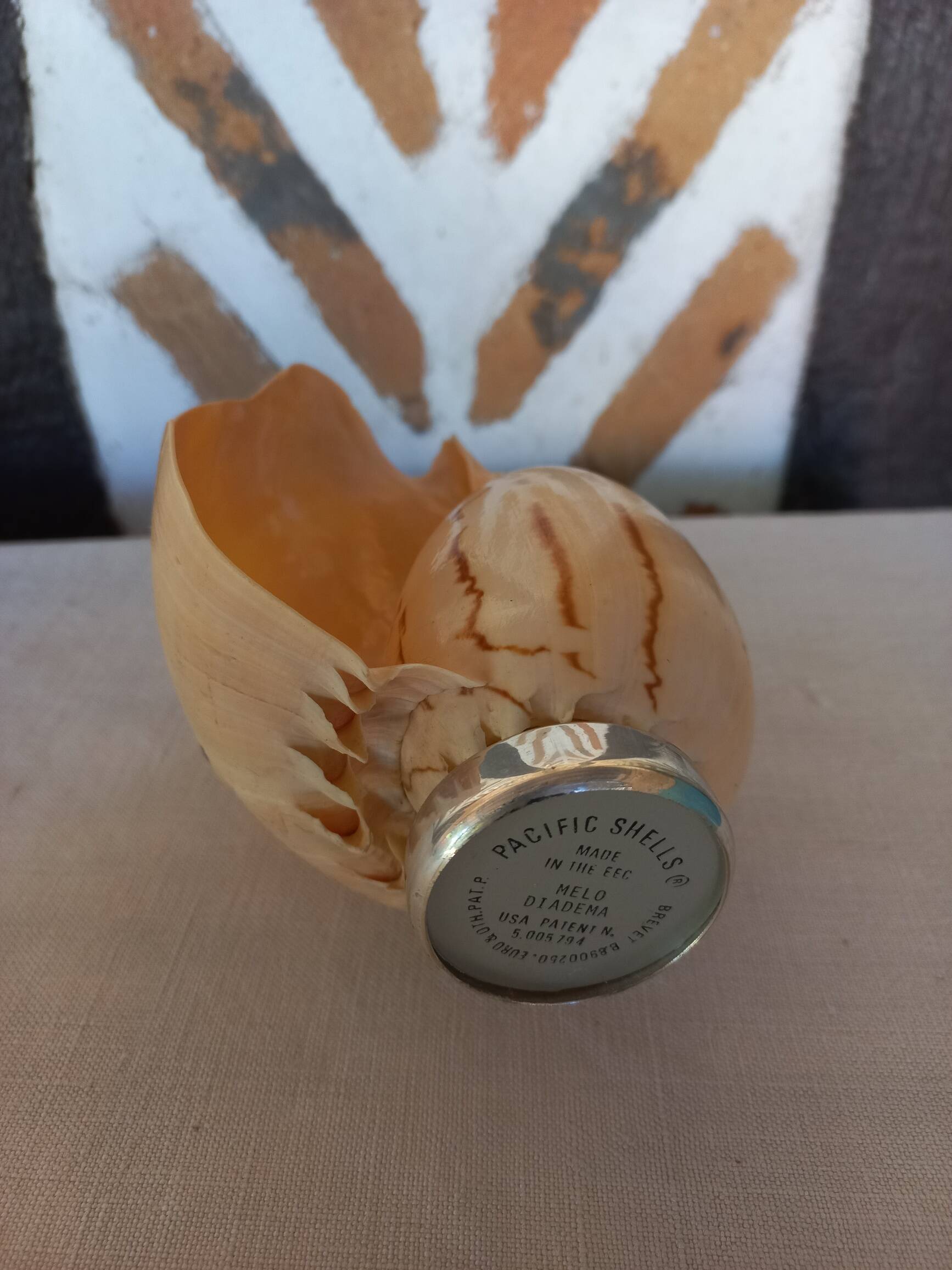 Melo Diadema shell mounted on base