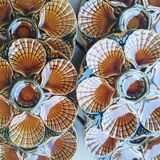Set of oyster plates