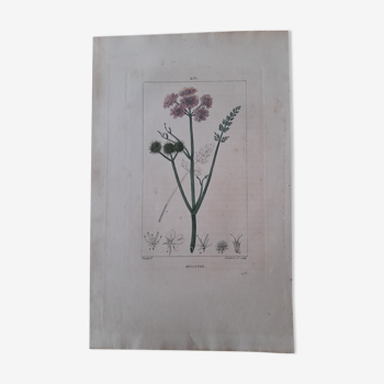 Ancienne affiche botanique