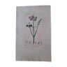 Ancienne affiche botanique