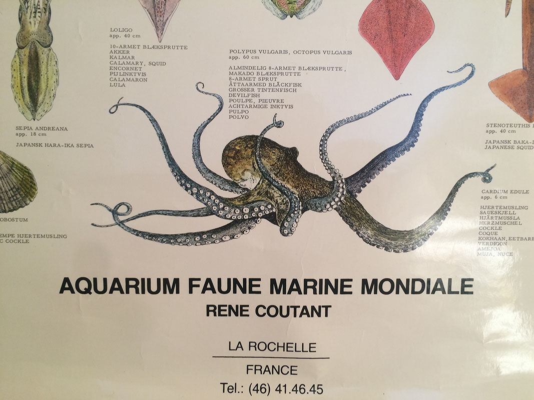 Original vintage marine wildlife poster, 80s