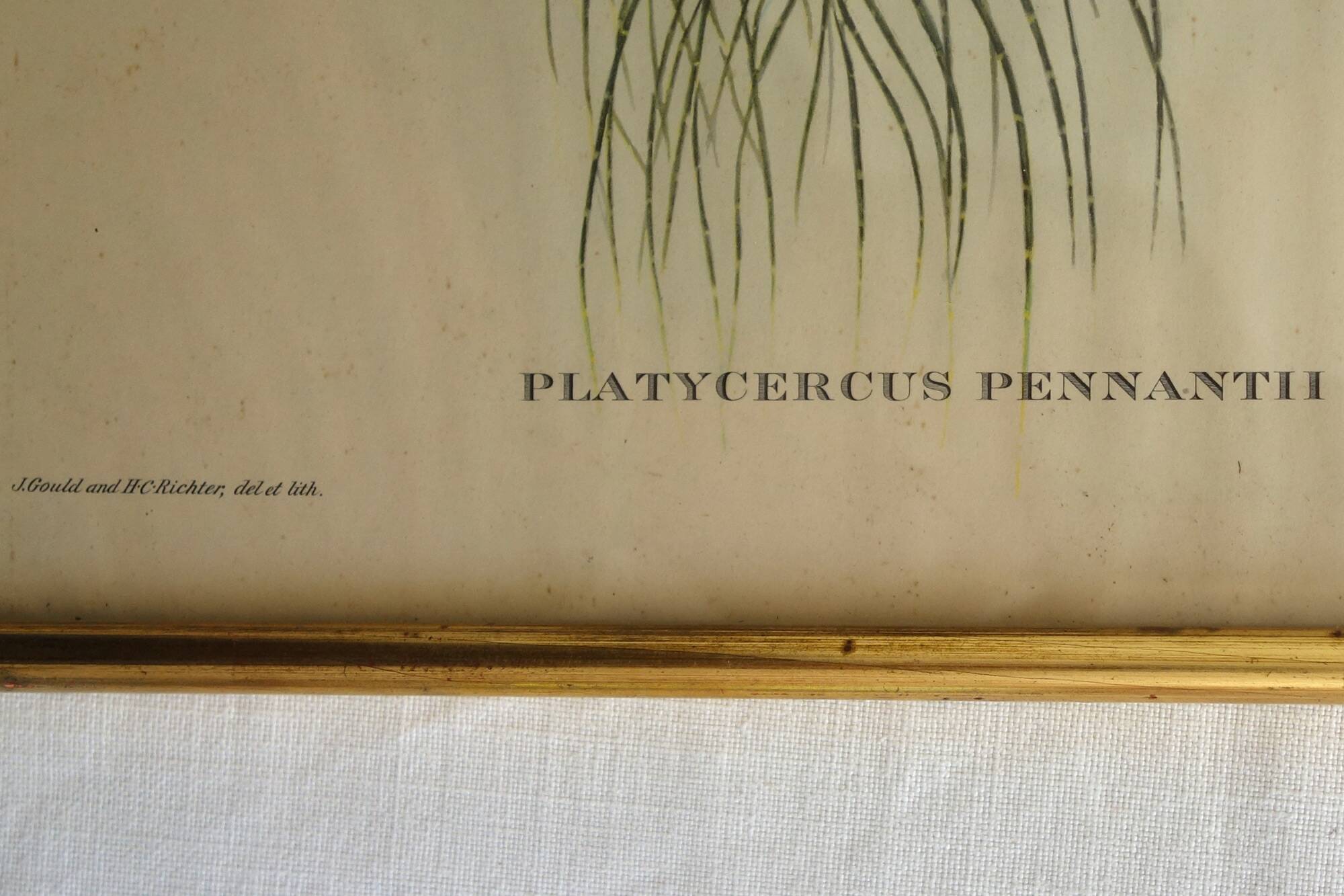 3 framed antique bird engravings