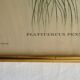 3 framed antique bird engravings
