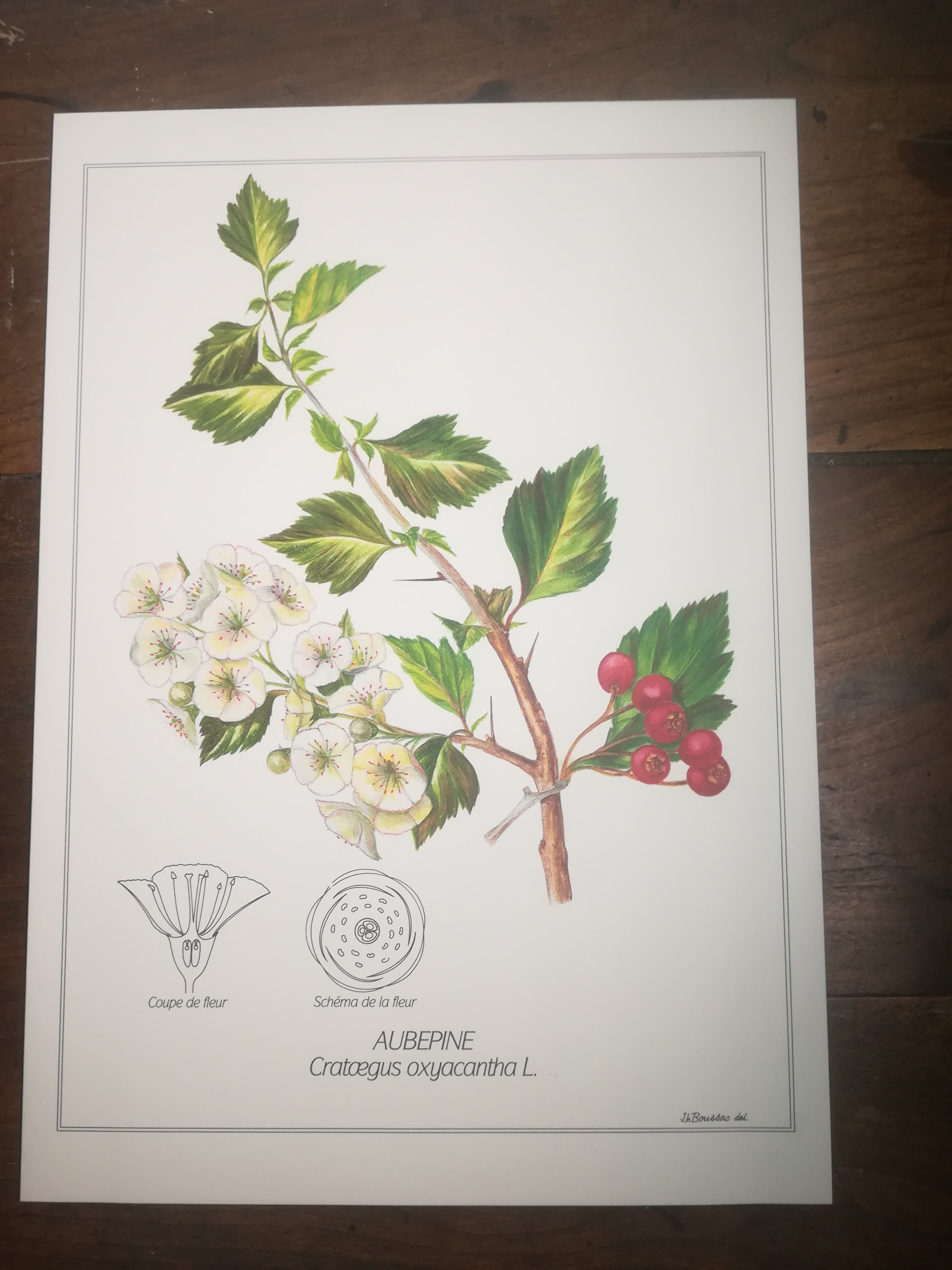 Botanical posters