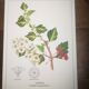 Botanical posters