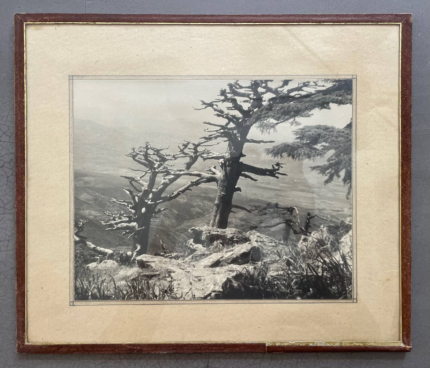 Silver print photograph, 1950 collection