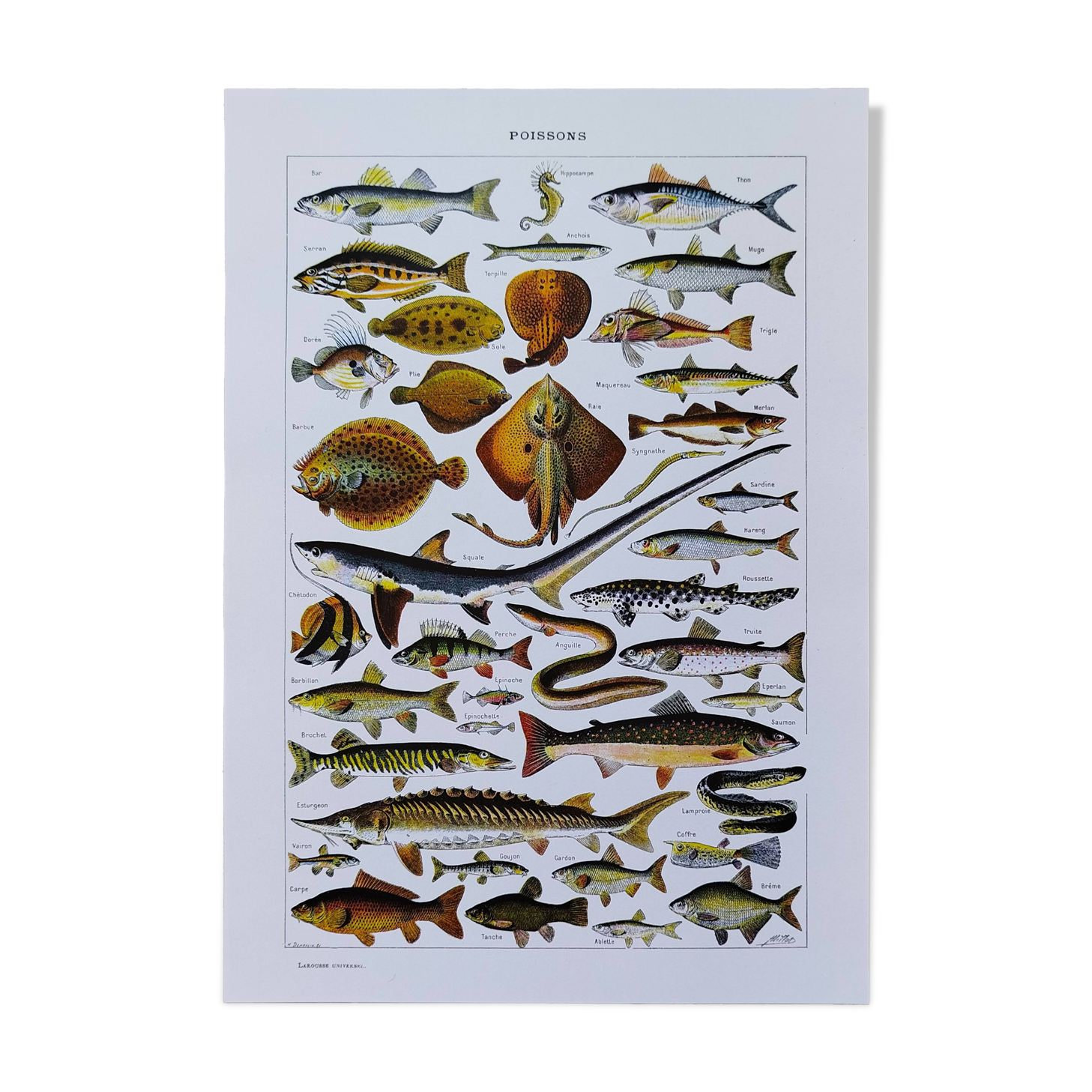 Affiche sur les poissons, d'après une lithographie de 1922