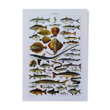 Fish poster, based on a 1922 lithograph
