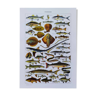 Fish poster, based on a 1922 lithograph