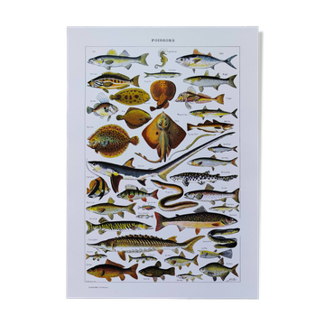 Fish poster, based on a 1922 lithograph