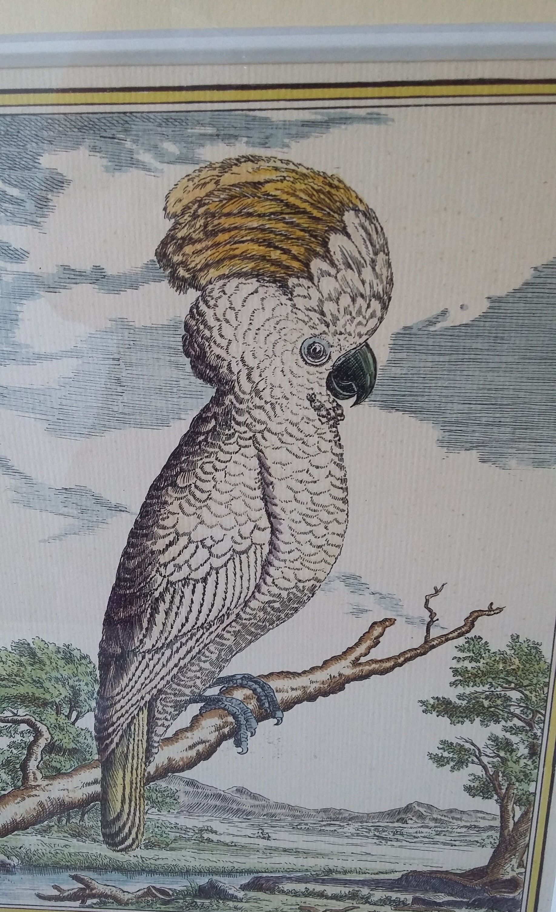 Golden framed bird cockatoo