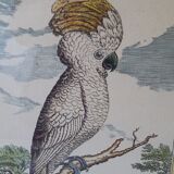 Golden framed bird cockatoo