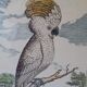 Golden framed bird cockatoo