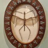 True stick insect frame