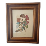 Hibiscus frame
