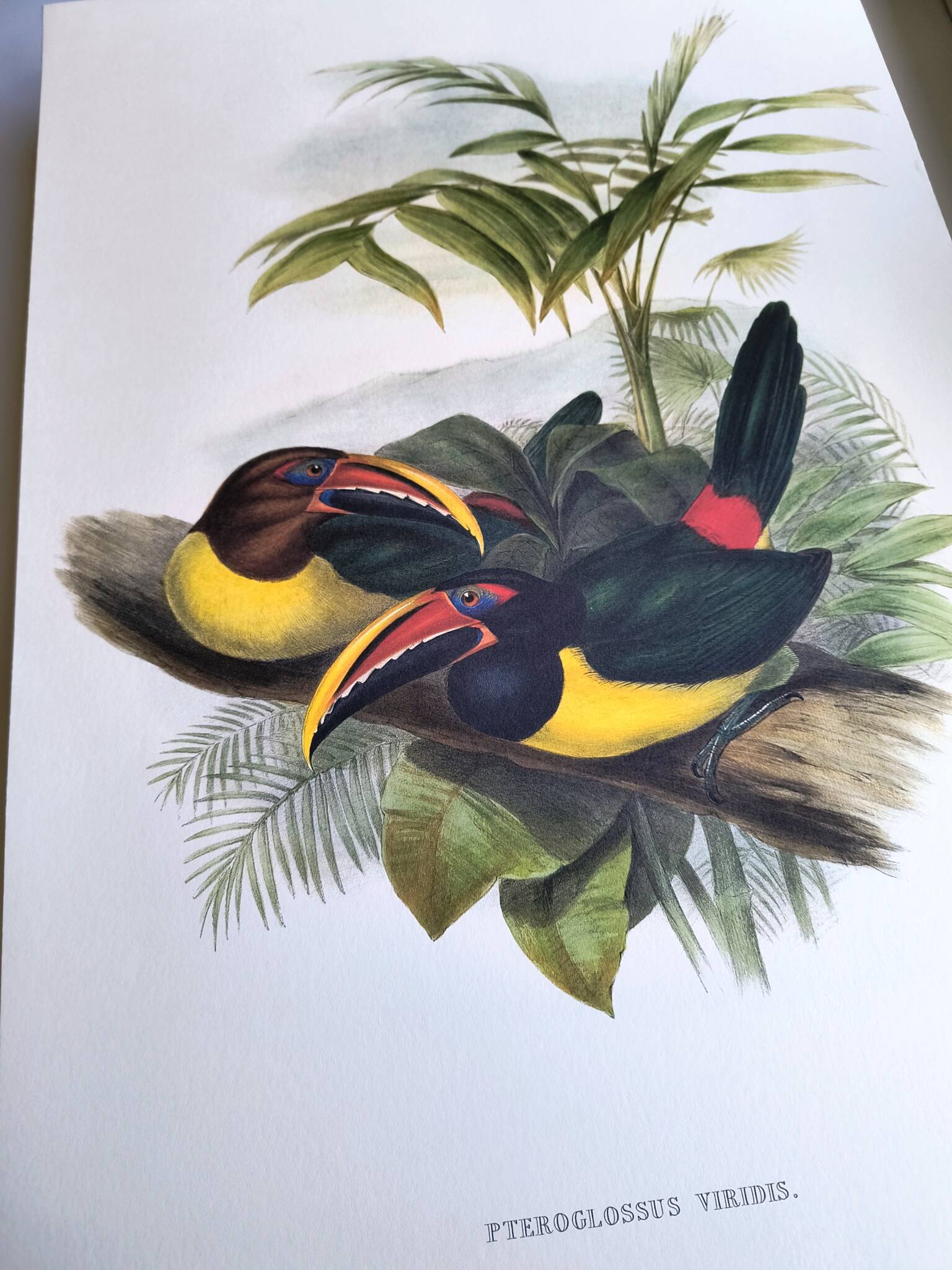 Vintage Board - Green Aracari by John Gould. Exotic Bird Illustration