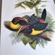 Vintage Board - Green Aracari by John Gould. Exotic Bird Illustration