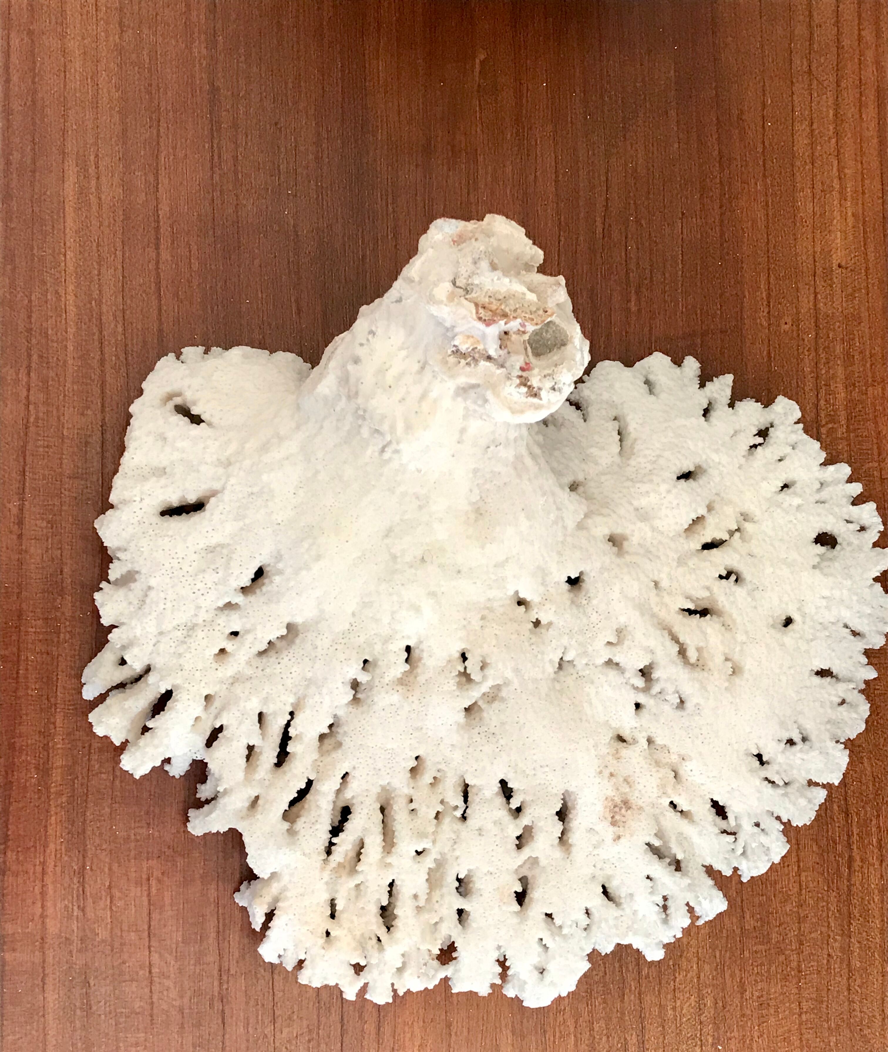 Ancient white coral branch